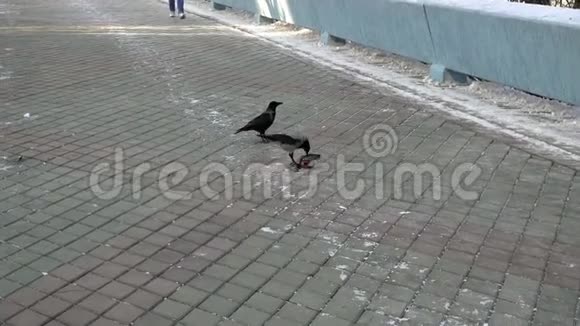 乌鸦在街上吃一只死鸽子视频的预览图