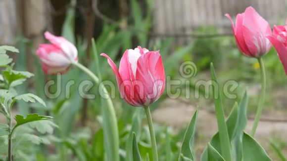 精致的粉红色郁金香在花园里生长视频的预览图