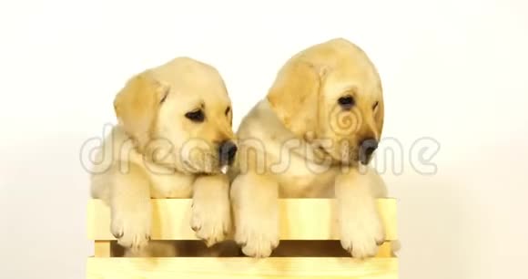 黄色拉布拉多猎犬小狗在白色背景的盒子里玩耍诺曼底慢动作视频的预览图