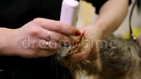 一个女人的特写镜头她用打字机把一只小狗钉在爪子上视频的预览图