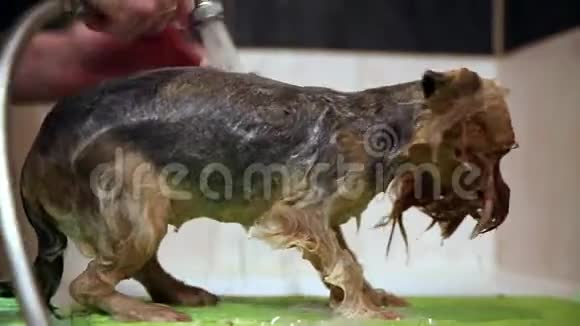 在洗发水的帮助下从狗的皮毛约克郡猎犬身上去除难闻的气味视频的预览图