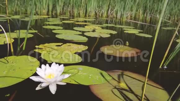 一朵白色的大花在河上摇摆视频的预览图