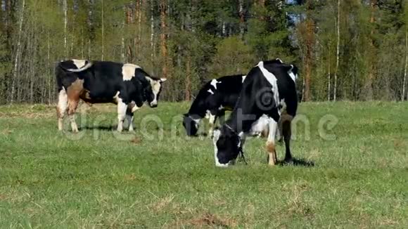 牛在田里嚼草视频的预览图