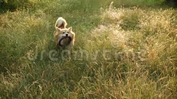 快活的科吉狗在森林里奔跑视频的预览图