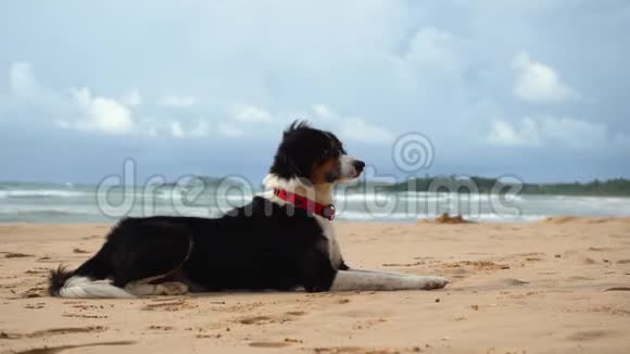 美丽的狗躺在海边的沙滩上视频的预览图