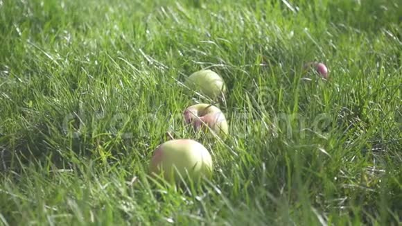 草地上的慢动作是苹果一个掉下来视频的预览图