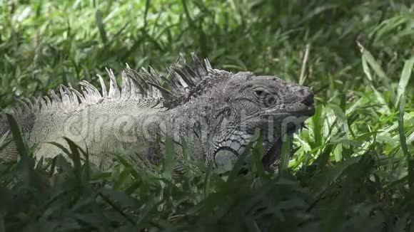 绿色草地上的绿色大鬣蜥视频的预览图