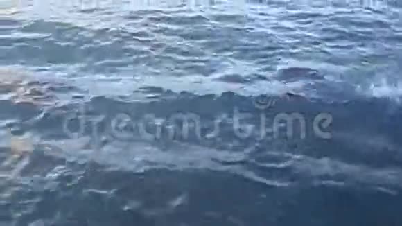 海豚荚喷射通过水视频的预览图