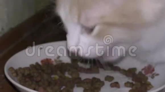 猫吃干粮视频的预览图