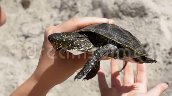 沙滩背景下女性手中的小河龟慢动作视频的预览图