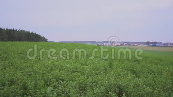 一个幸福的家庭他父亲的儿子在田里玩飞机玩具视频的预览图