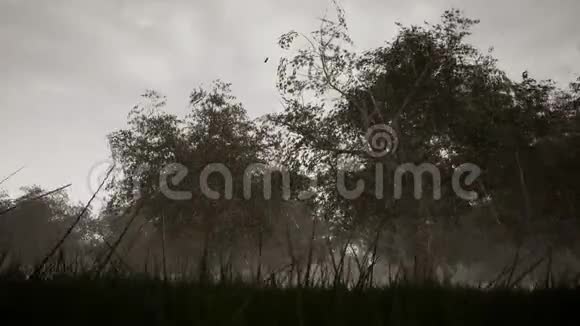 泉水滴森林景观视频的预览图