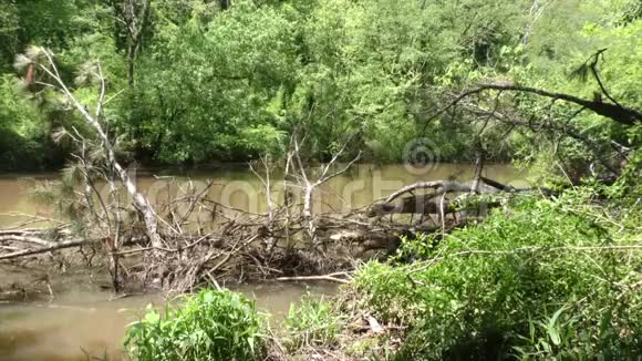乔治亚州维凯里小溪在维凯里小溪向上游望去小溪里有一堆枯树视频的预览图