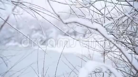 风摇动柳树的枝条雪覆盖的枝条池塘的岸边冬天的季节农村乌克兰视频的预览图