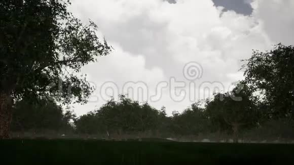 泉水滴森林景观视频的预览图
