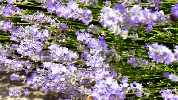 花园里开着薰衣草花蜜蜂飞过视频的预览图