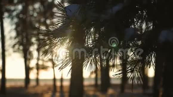 冬天松枝雪花上一枝云杉叶随水滴特写美丽的自然景观视频的预览图