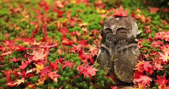 京都酒井区恩口寺顶上的红叶视频的预览图