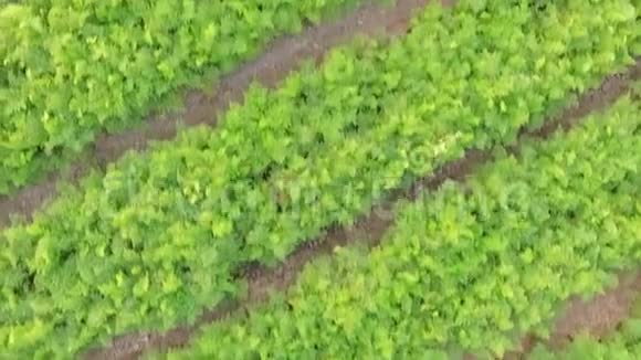 飞过胡萝卜和洋葱的床鸟s视野视频的预览图