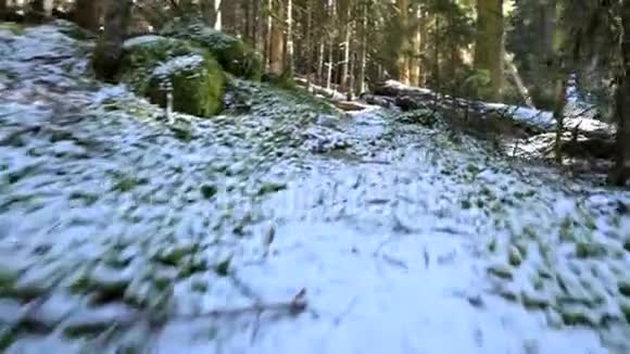 在冬季针叶林中沿着森林路径森林漫步概念视频的预览图