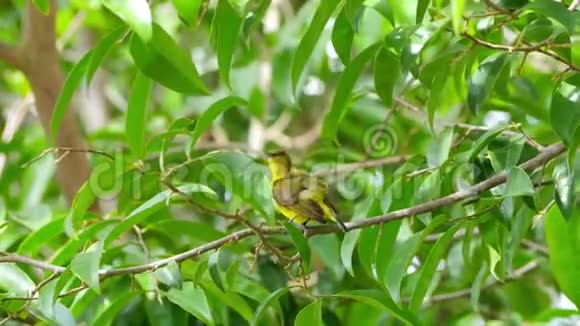 橄榄背太阳鸟在树枝上觅食视频的预览图