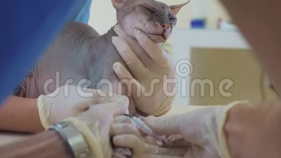 兽医的宠物护理用导管取血分析狮身人面像猫视频的预览图