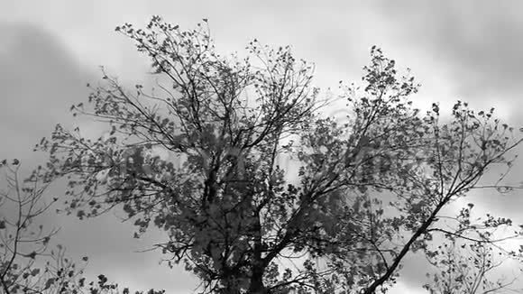 秋天的景色有黑白相间的树木视频的预览图