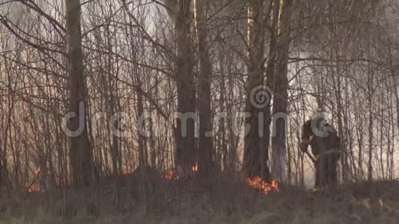 消防人员在火灾春季火灾危险背景时扑灭干草和燃烧森林视频的预览图