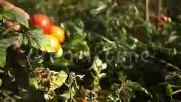 年轻的农民检查番茄作物准备收割视频的预览图