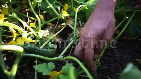 农家手工巡查菜园黄瓜作物特写视频的预览图