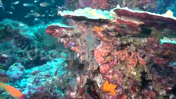 马尔代夫海底深海海底的鱼虾学校视频的预览图