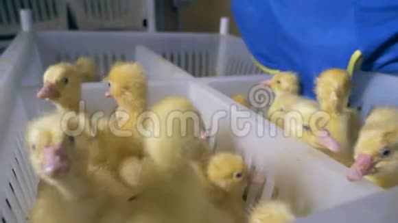 小鸭子正被放进家禽的塑料盒子里视频的预览图