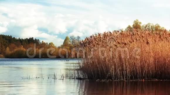 高大的干草在河流或湖泊景观中随风而逝东欧的性质视频的预览图