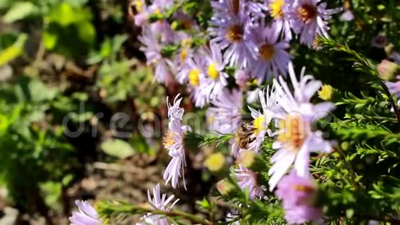 蜜蜂帮助授粉植物视频的预览图