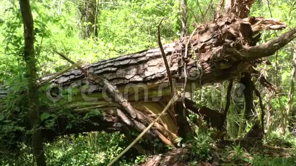 佐治亚州维凯里小溪沿着维凯里小溪和徒步小径的一棵休断树视频的预览图
