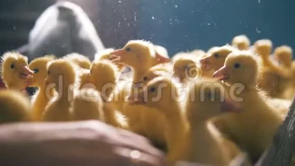 一个装满小鸭子的容器被移走了视频的预览图