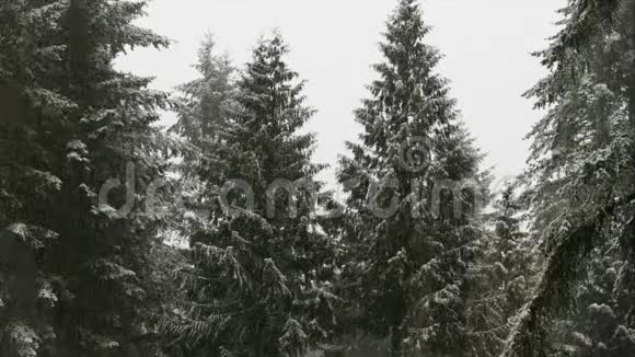 落在森林里的雪视频的预览图