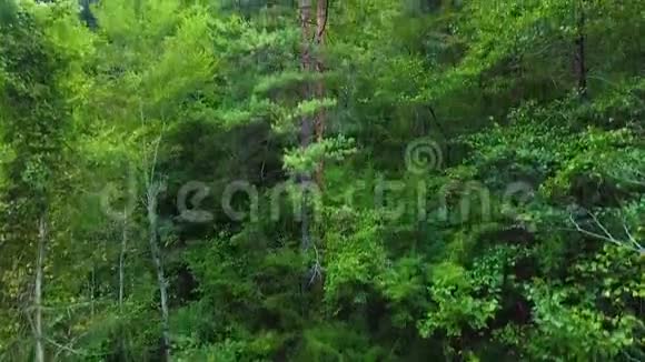 照相机从森林空地起飞飞过树梢秋天的森林视频的预览图