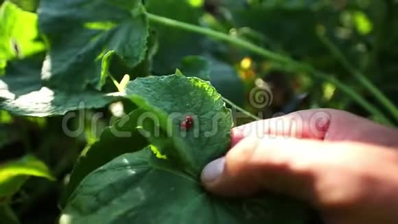 农民展示瓢虫正在有机农场的叶子上配对视频的预览图