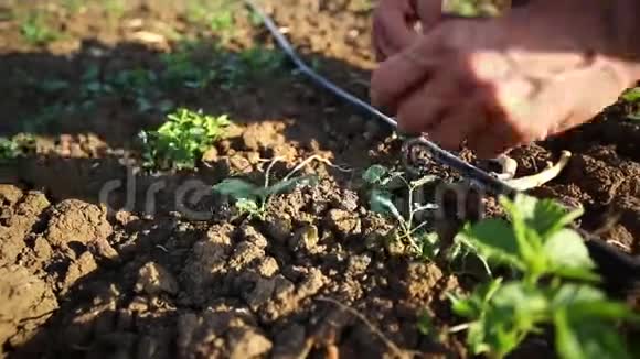 一个农民在田里除草用手清理年轻植物周围的杂草视频的预览图