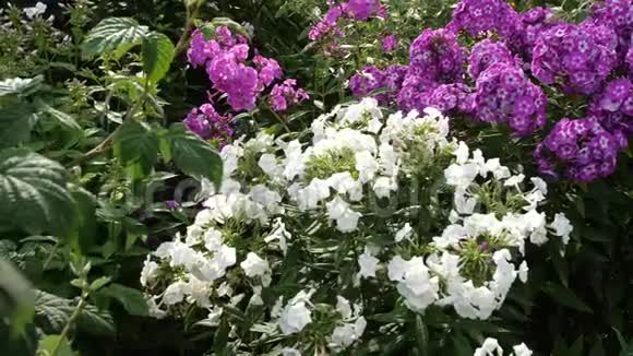 布罗森花园鲜艳的花朵慢动作视频的预览图
