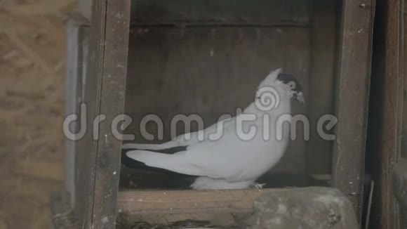 两只鸽子啄食视频的预览图