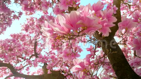在蓝天上绽放的玉兰春天的花背景视频的预览图