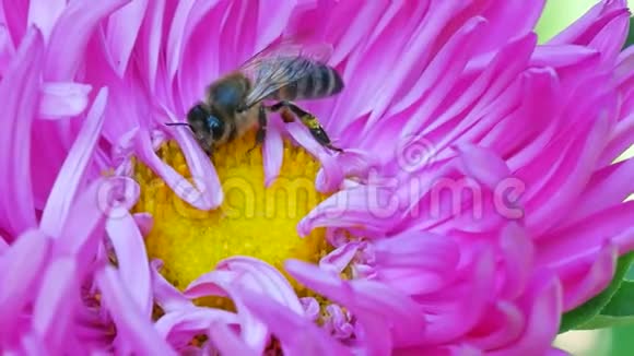 蜜蜜蜂收集粉红色米迦勒玛雏菊或紫星花的花粉视频的预览图