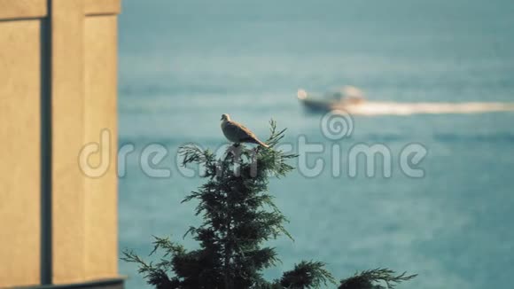 树顶上的鸟在海边视频的预览图