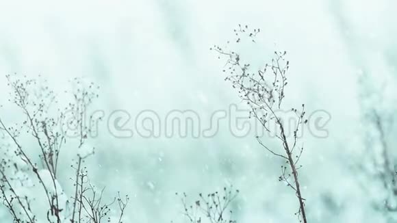 雪下的草甸植物视频的预览图