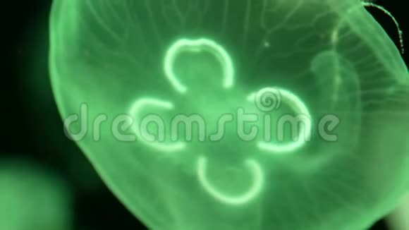 荧光水母在旋转视频的预览图