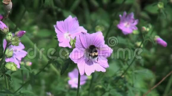 荷兰紫色花朵上的蜜蜂视频的预览图