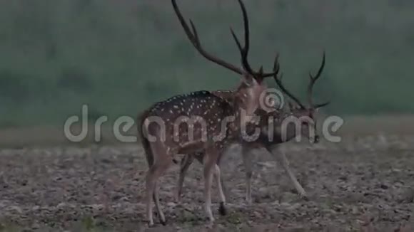落在森林里的鹿视频的预览图