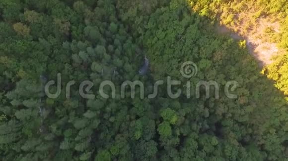 高清航拍镜头从浓密的松桦混交林中升起视频的预览图